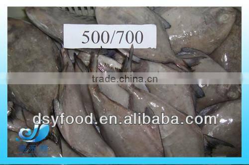 Frozen whole black pomfret fish