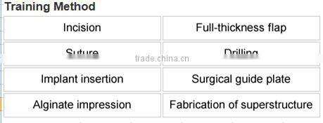 dental equipment teaching implant tooth model standard size teeth model