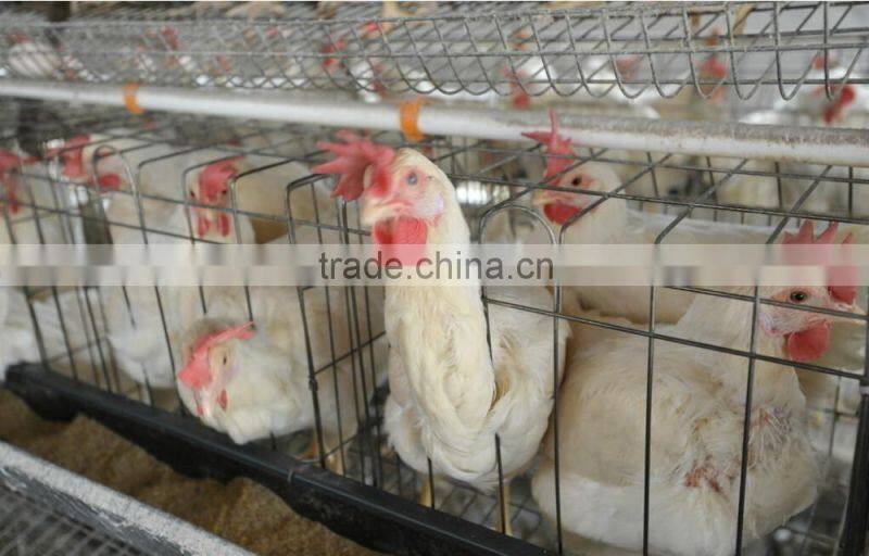 Small scale low price farm chicken cage
