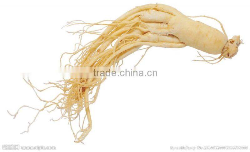 Korean Gineng Extract with good quality