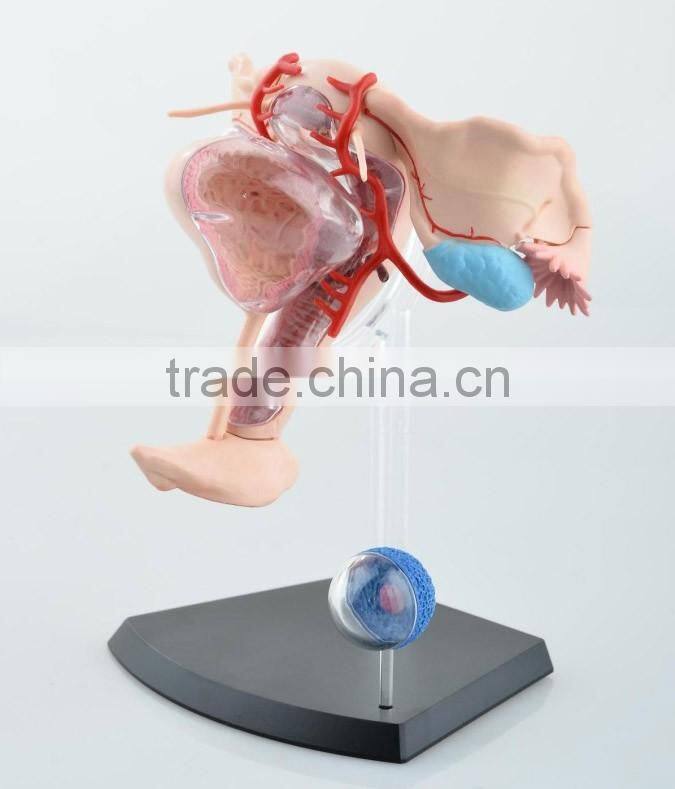 V-HM10 4D MASTER Female uterus model