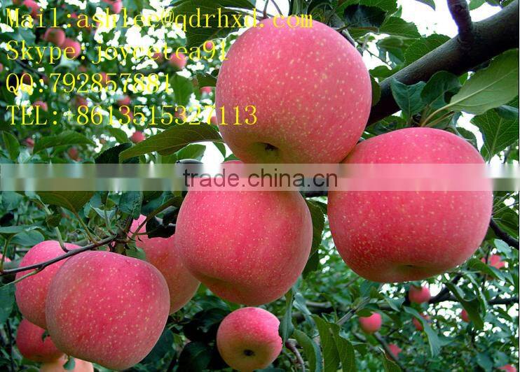 Apple Fuji India Pakistan Southeast Asia Europe UAE south africa