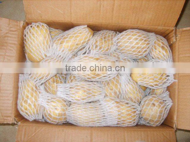2016 fresh Holland potato (china)