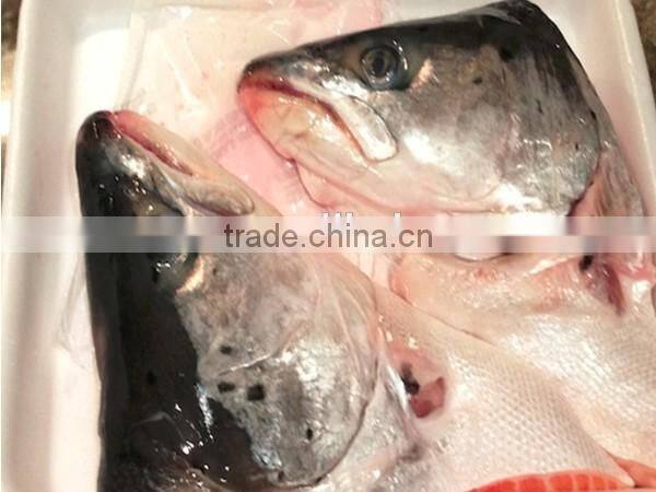 new arrival frozen atlantic salmon head for sale