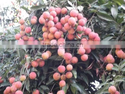 Fresh The King of Litchi(LanZhu) From Fujian China
