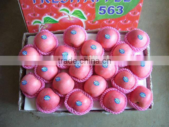 Fresh Fuji Apple Supplier in China