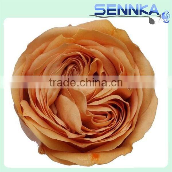 Fresh cut roses Preserved Fresh Flower Asuting Rose For Wedding Decoration