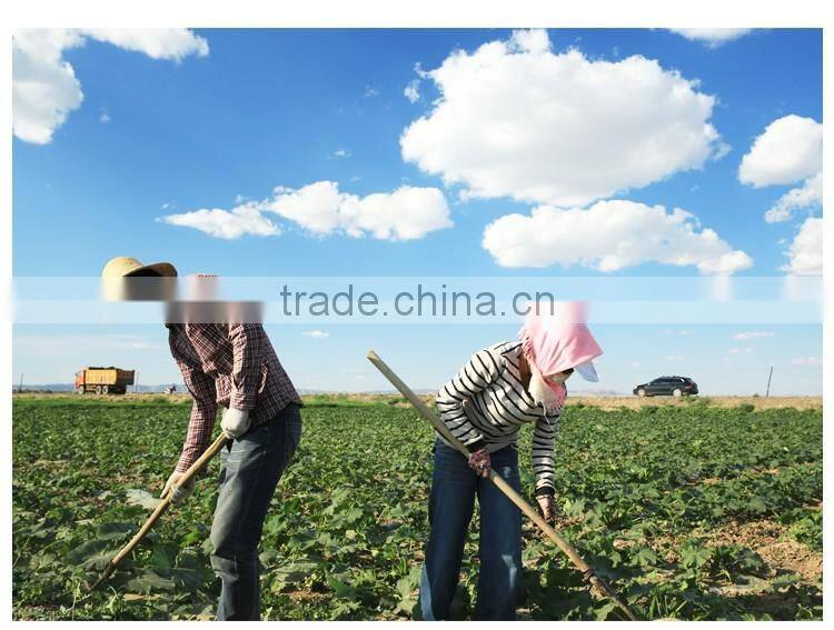 Wholesale Chinese organic pumpkin seeds without shell grade AAA