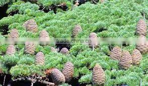 CEDARWOOD TERPENES (CUPARENE)