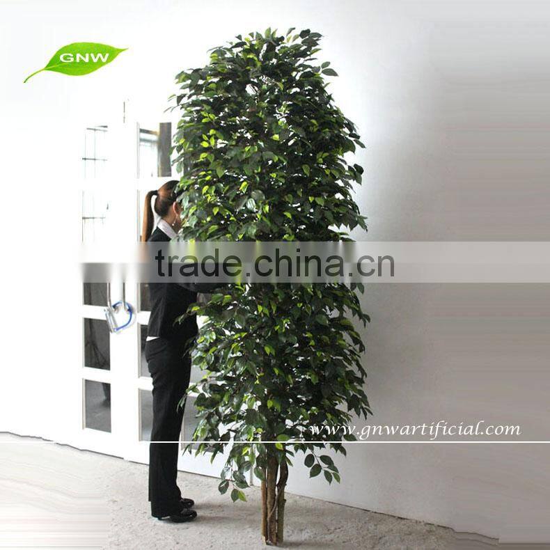 GNW BTR045 High quality umbrella-type green ficus for decoration
