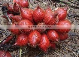 Organic fresh Zalacca fruit