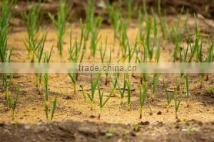 SD500 Wood sawdust machine