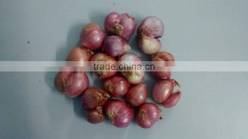 Exporters of Indian Janda Onion