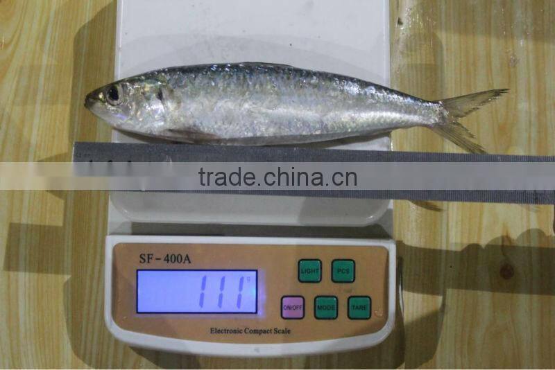 Whole Round Frozen Sardine Fish ( SARDINA MELANOSTICTUS )