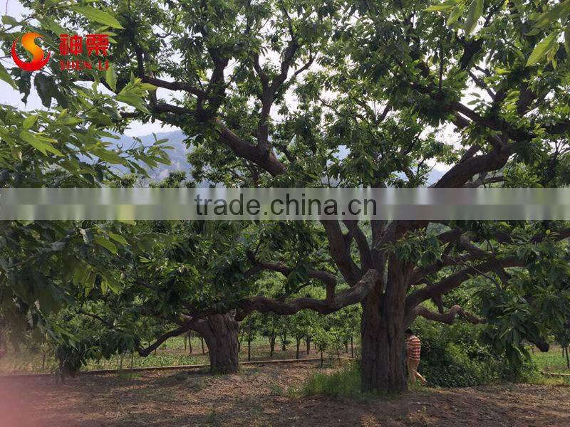 2015 Best fresh wholesale chestnut