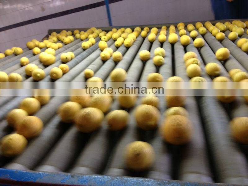 FRESH LEMON ( Adalia - Verna - Green lime )