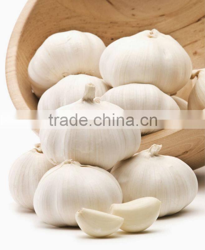 GMP Certified Manufacturer Supply Pure Garlic Extract
