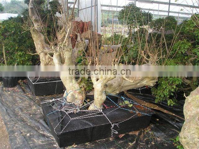 Lagerstroemia indica L.