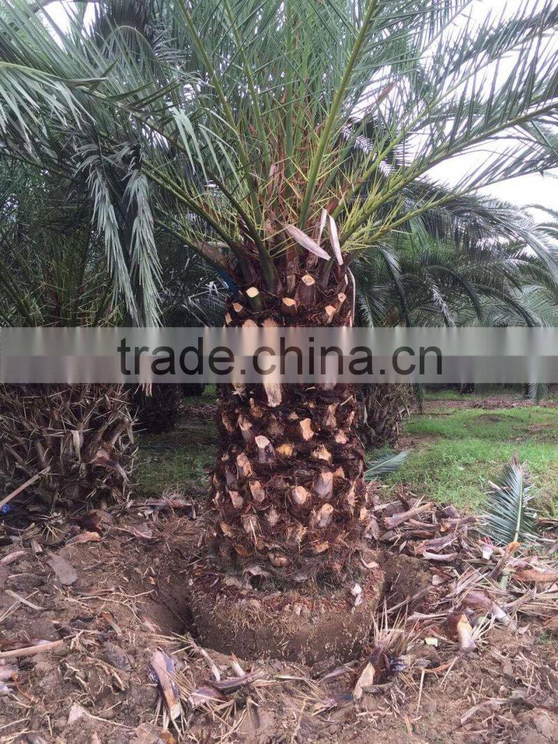 Phoenix canariensis