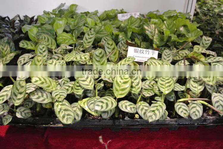 15 PARK PLASTIC PLANT CARRIER