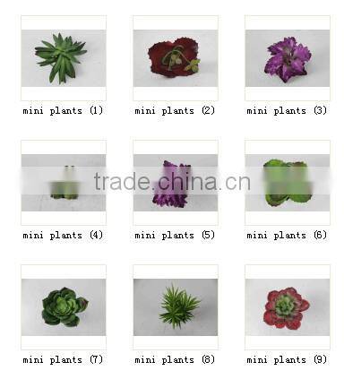 CHY040919 Evergreen plastic succulent plant on sale