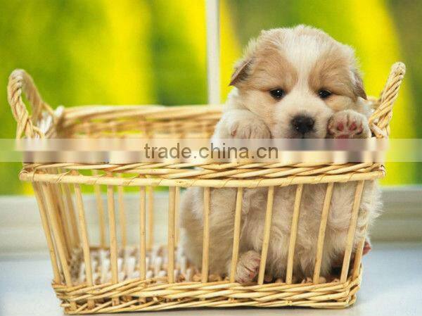 oval Willow Wicker Dog Bed with Pillow