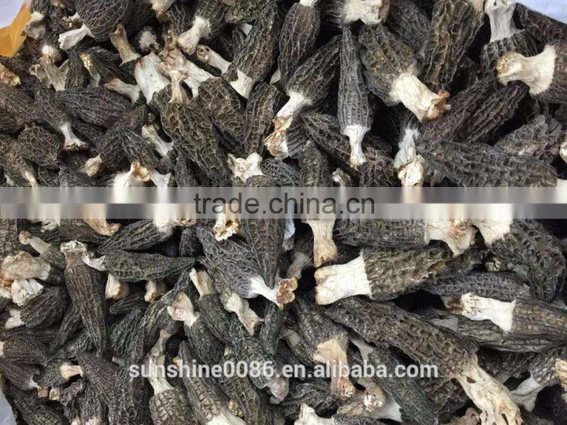 Healthy Green Natural Morel Mushroom High Quality Morel Mushroom