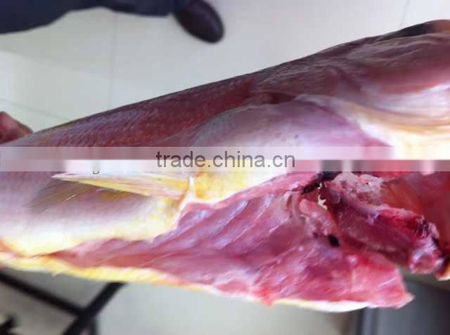 Frozen red horsehead fish