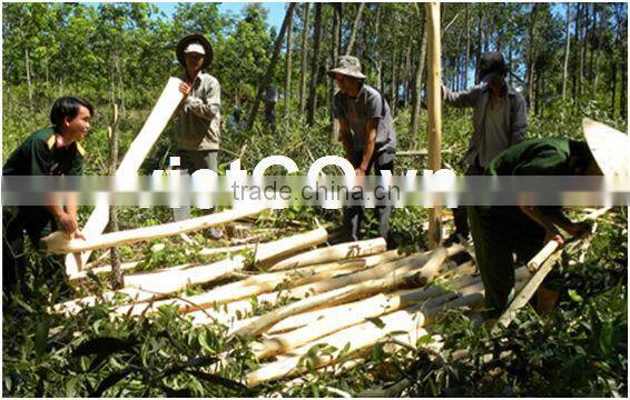 Acacia Wood 03