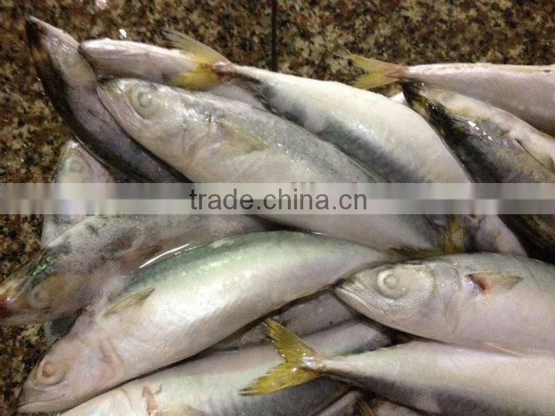 New hot sale WR mackerel fish 8-10pcs/kg for market / canned