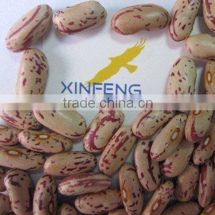 Light Speckled Kidney Bean 2010 long shape