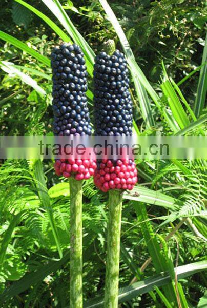 Konjac gum base huge konjac plantng area owned natural addtive