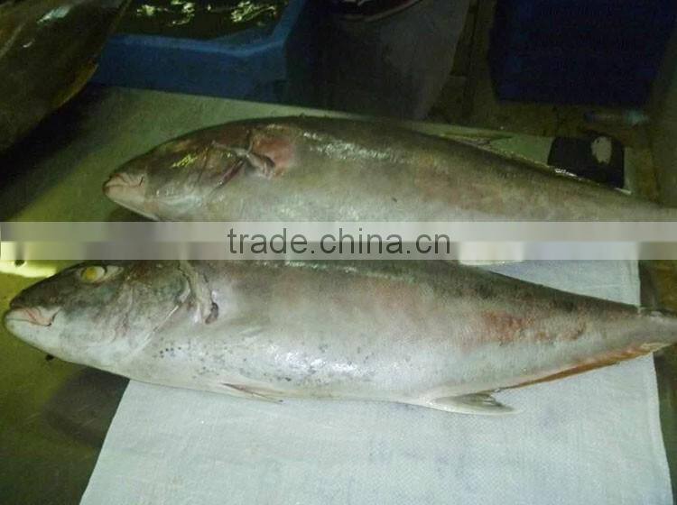 whole round Bigeye Trevally frozen fish