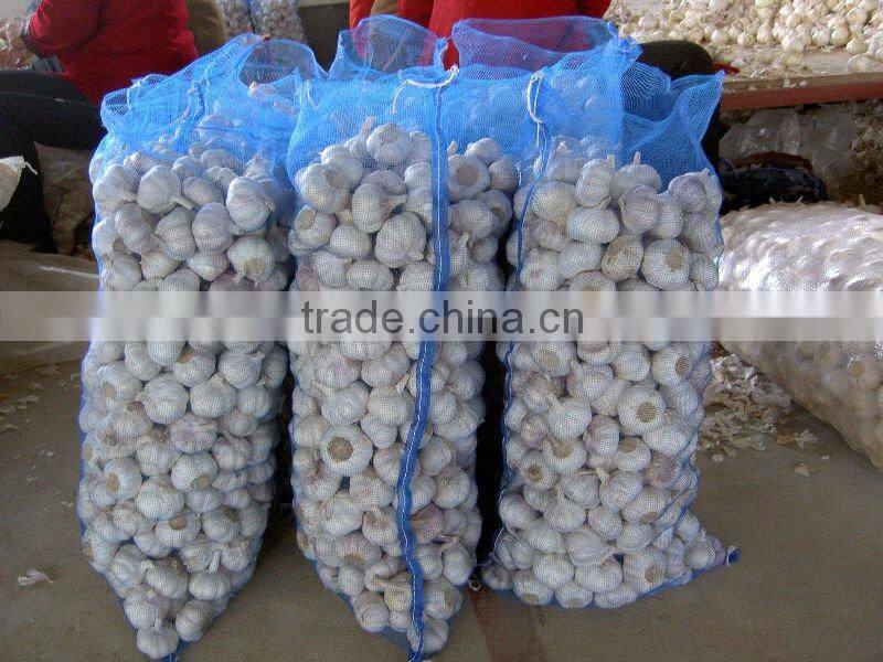 normal white garlic in mesh bags
