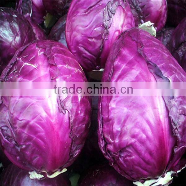 Fresh purple cabbage/price for red cabbage