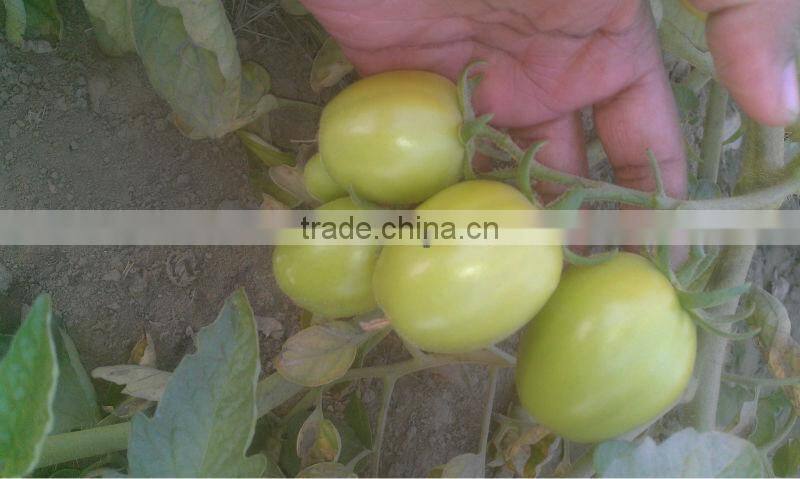 HERO 110 Hybrid Tomato Seeds