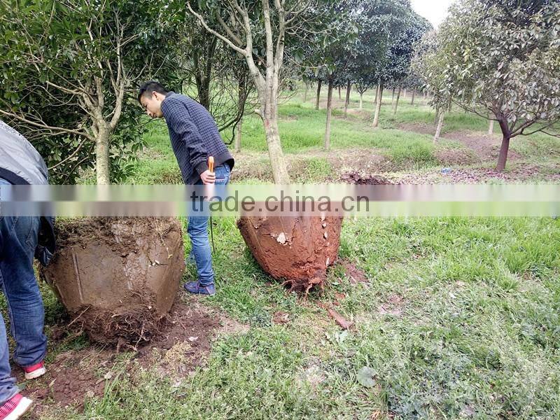 High efficiency for tree spade in Changqing machinery group
