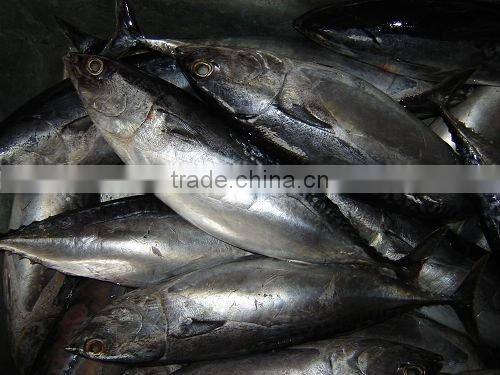 BQF bonito fish(whole round) 300-500g