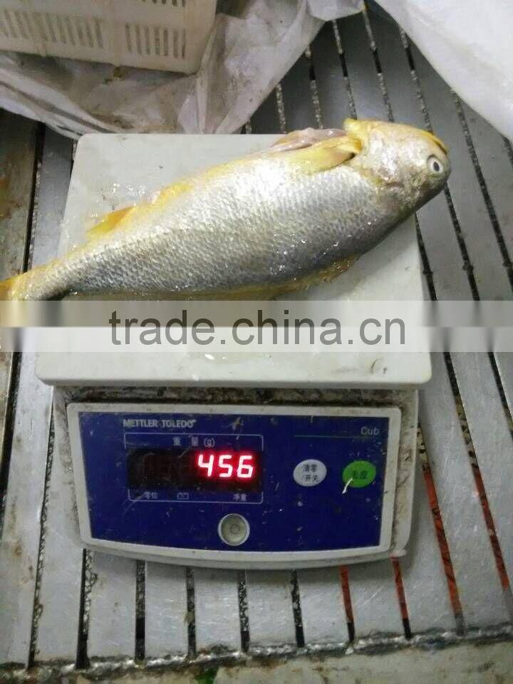 frozen yellow croaker on sale IQF 400-500g ,IWP