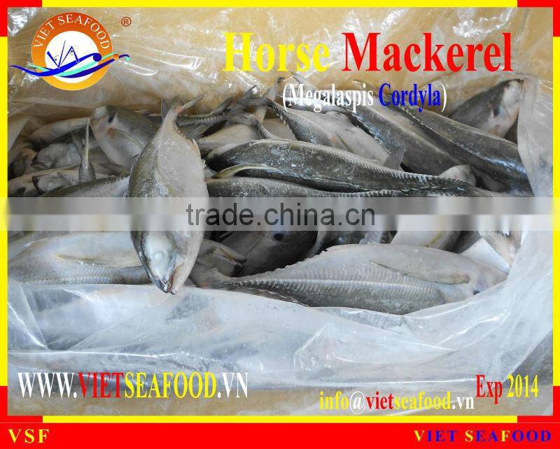 FROZEN HORSE MACKEREL W/R