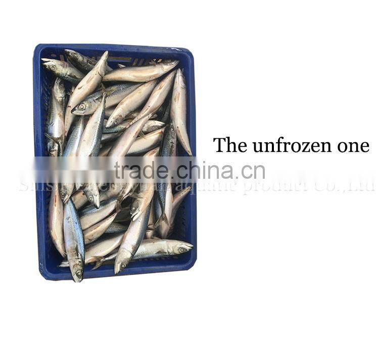 BQF fresh new caught size 200-300 sea frozen pacific mackerel