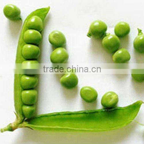 canned green soya beans