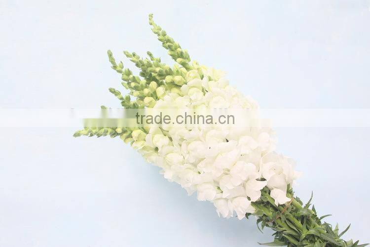 Reasonable price hot-sale high germination snapdragon seeds