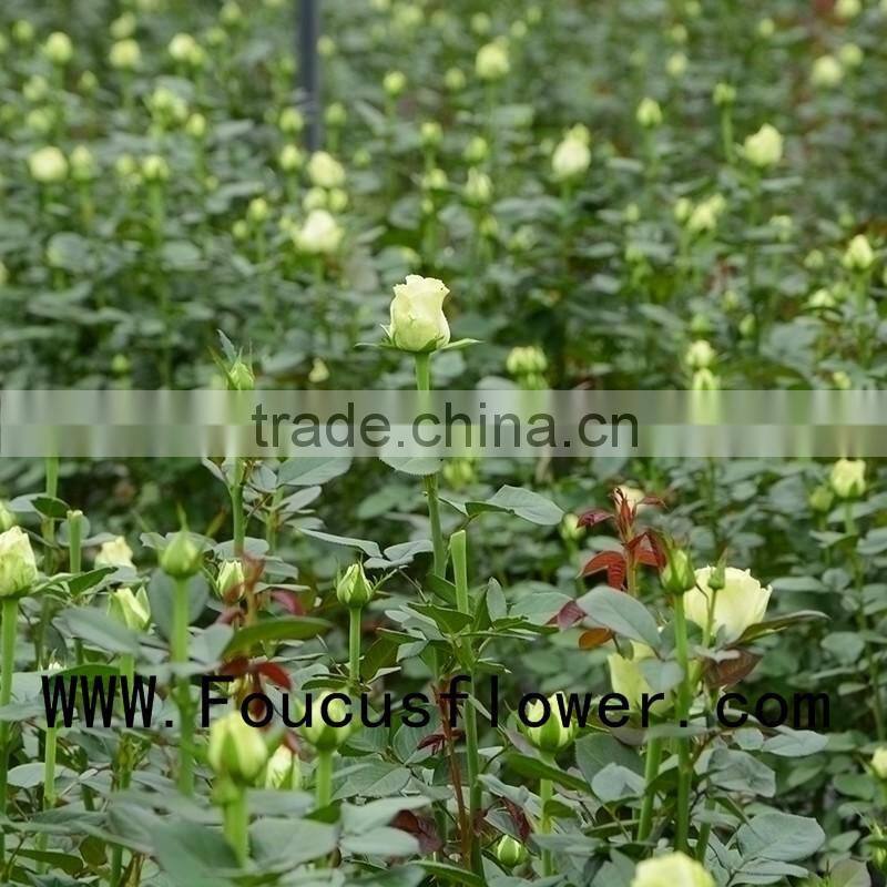 Single Stem Garden Direct Sale Fresh Nirvana From Yunnan