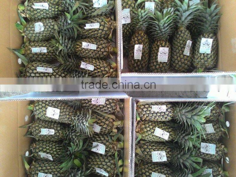 Fresh sweet Pineapple with best price from Vietnam