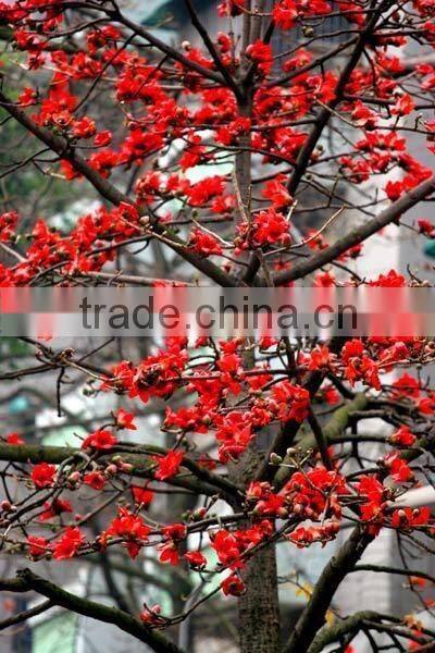 wool trees