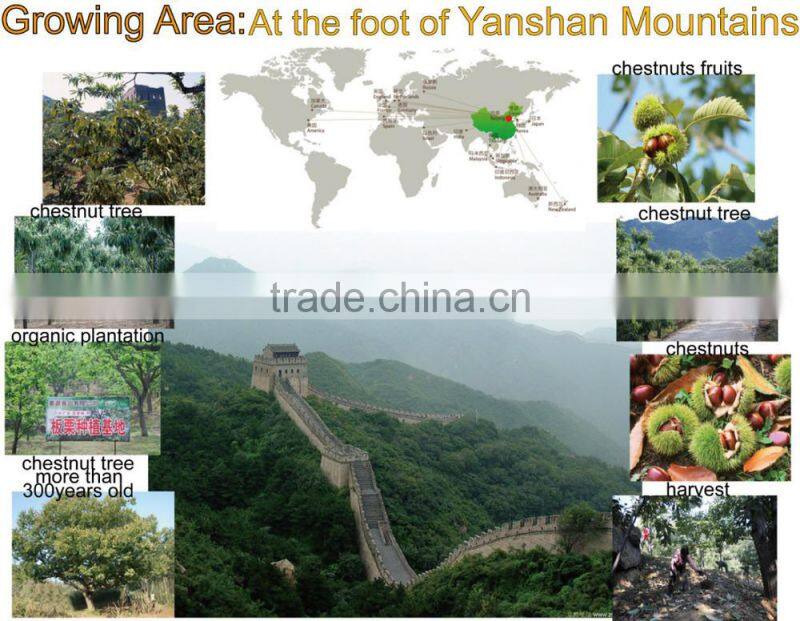 new crop organic snack foods roasted chestnuts in hot sale