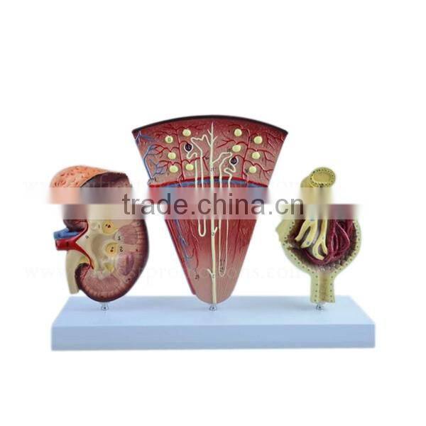 Vivid Medical Human Body Anatomy Model Kidney