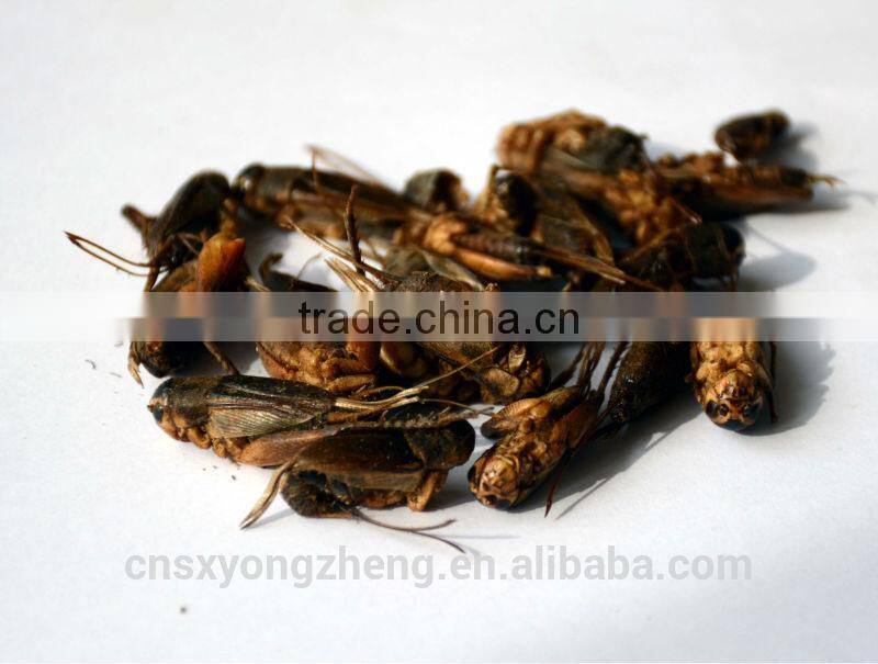 Dried Crickets Bird & Fish Pet Food