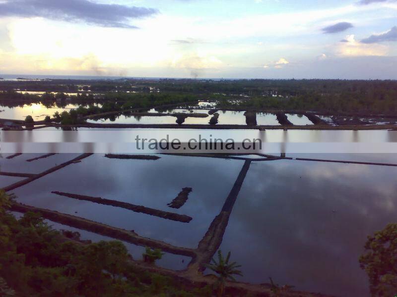 Gracilaria , Spinosum and Cottonii Seaweed